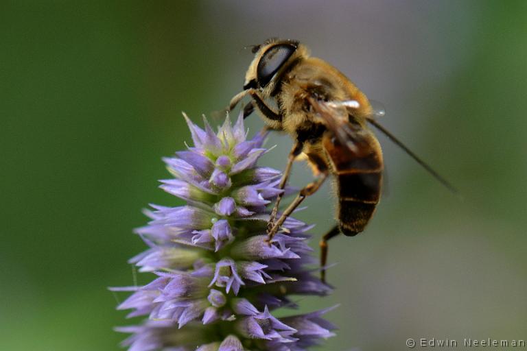 ENE-20130818-0347.jpg